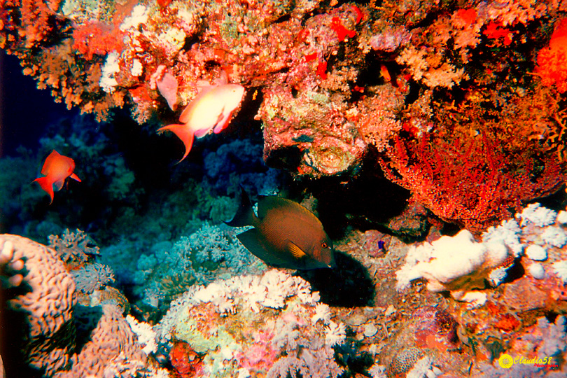 Oracolo della Sibilla Egitto mar rosso